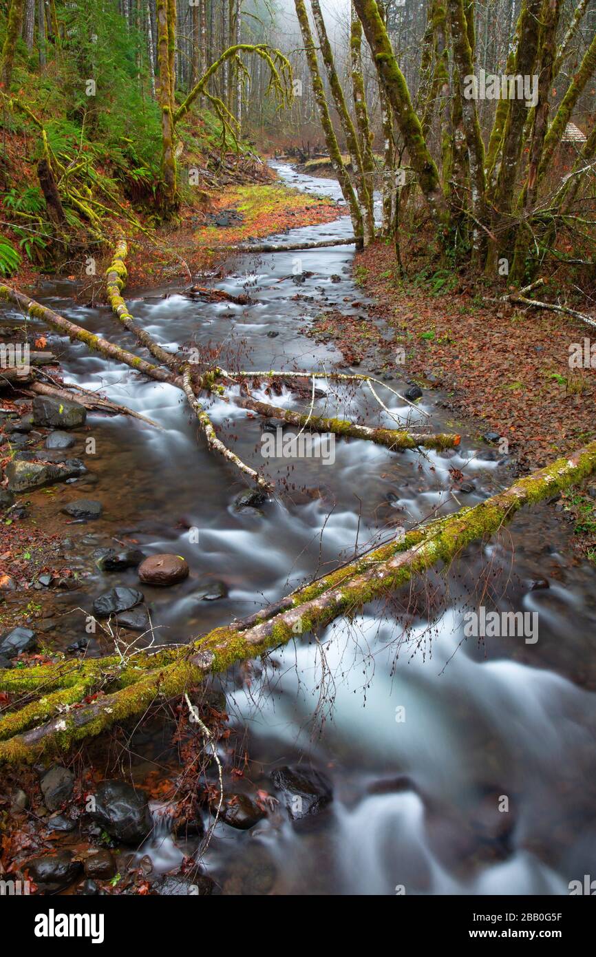 Gales Creek, Tillamook State Forest, Oregon. Stockfoto