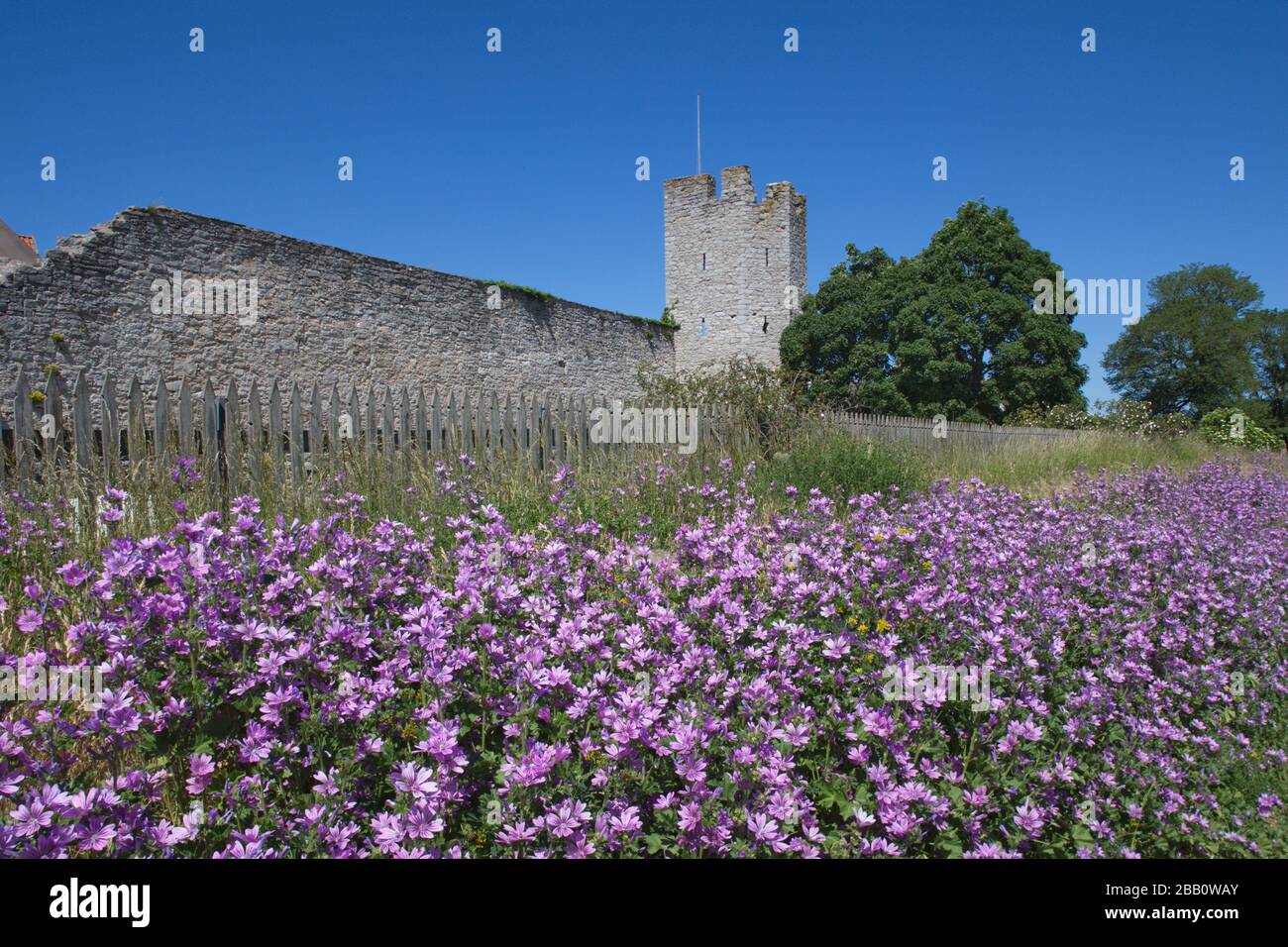 Östliche Ringmauer, Visby, Gotland, Schweden. Stockfoto