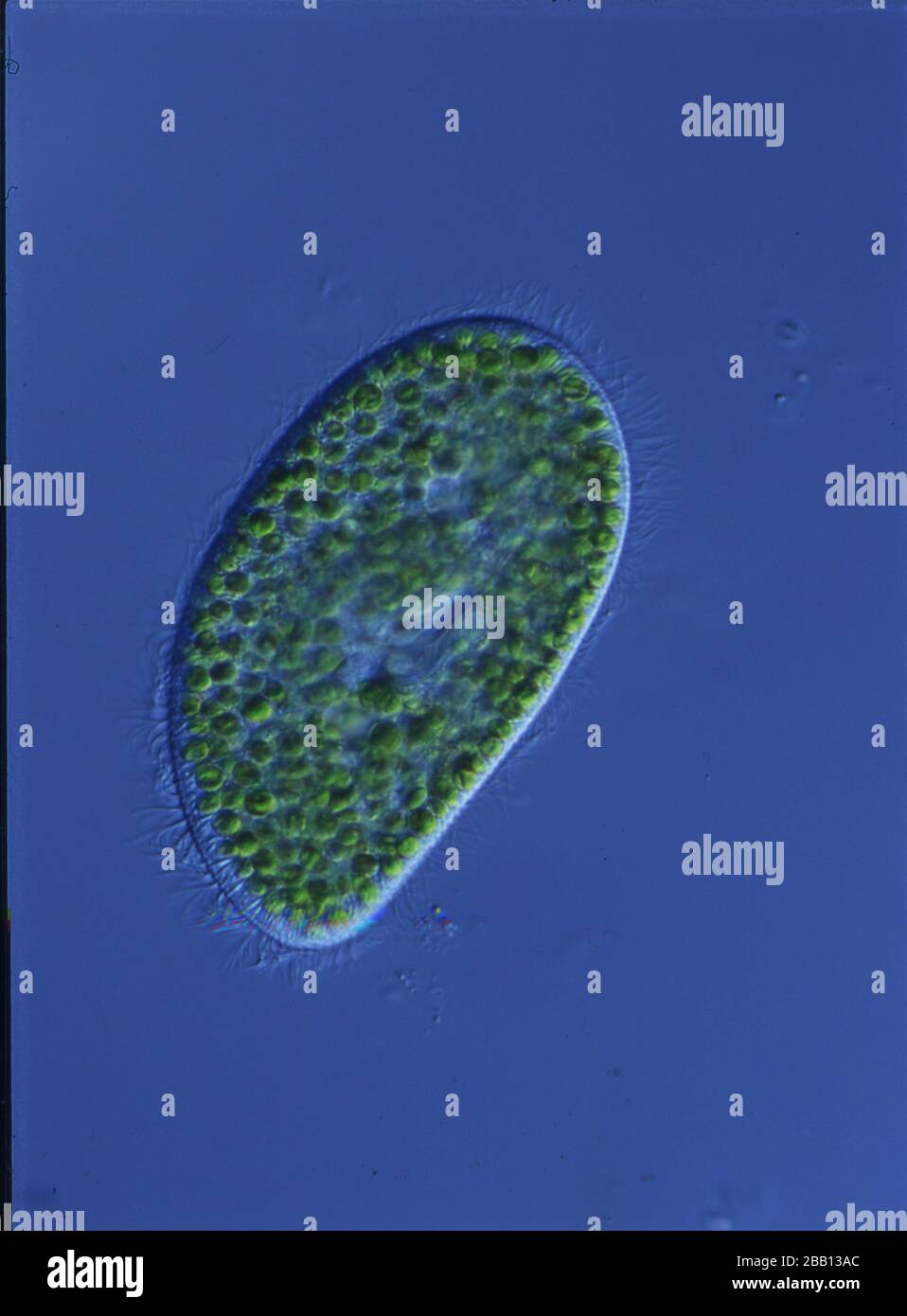 Grüner Slipper schwimmt im Wasser unter dem Mikroskop Stockfotografie -  Alamy