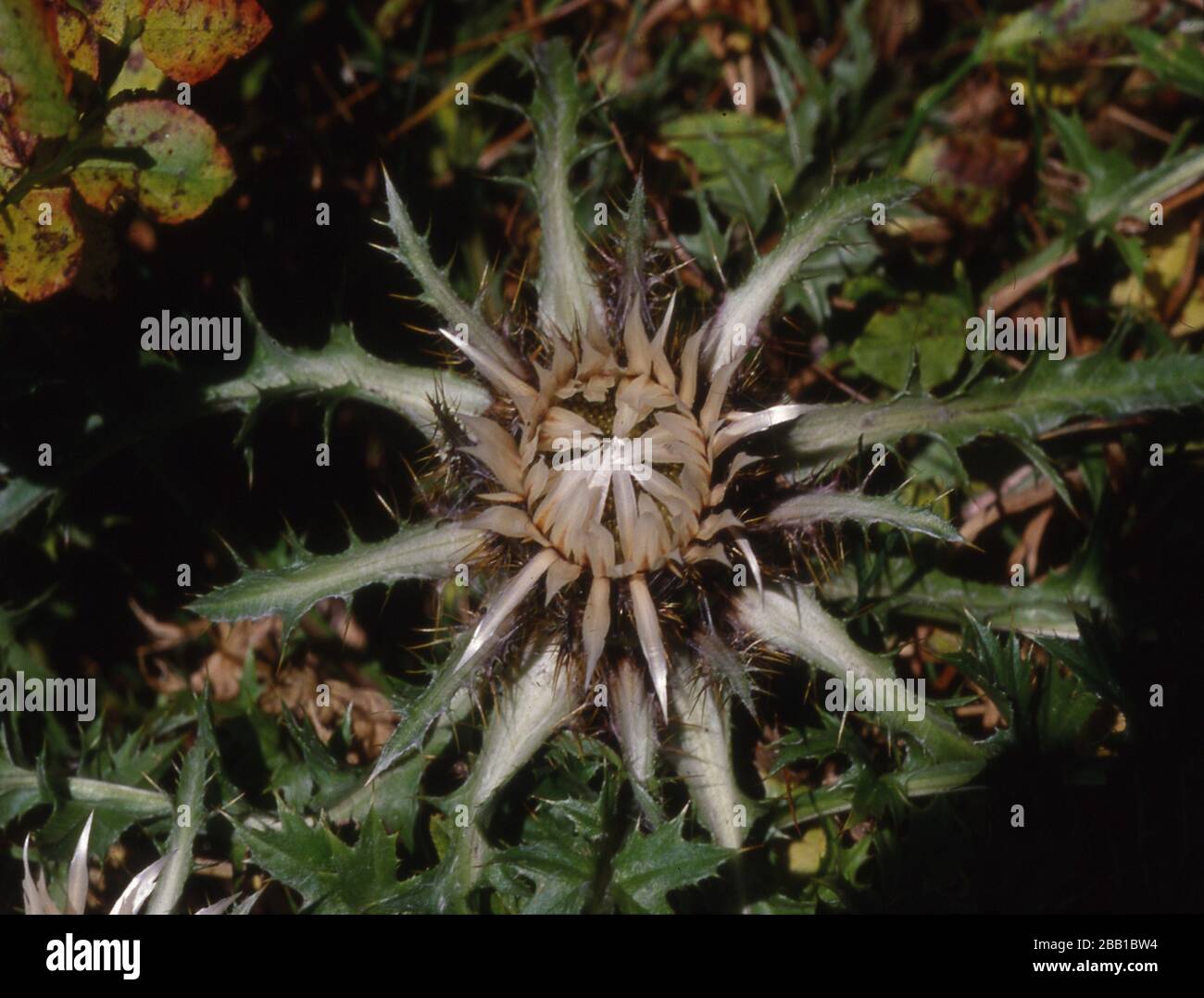 Silberdistel auf der grünen Wiese Stockfoto