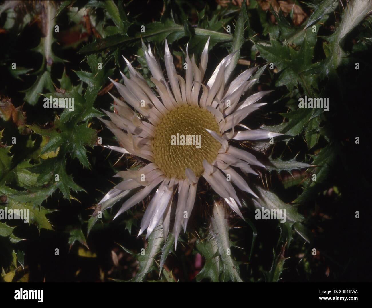 Silberdistel auf der grünen Wiese Stockfoto