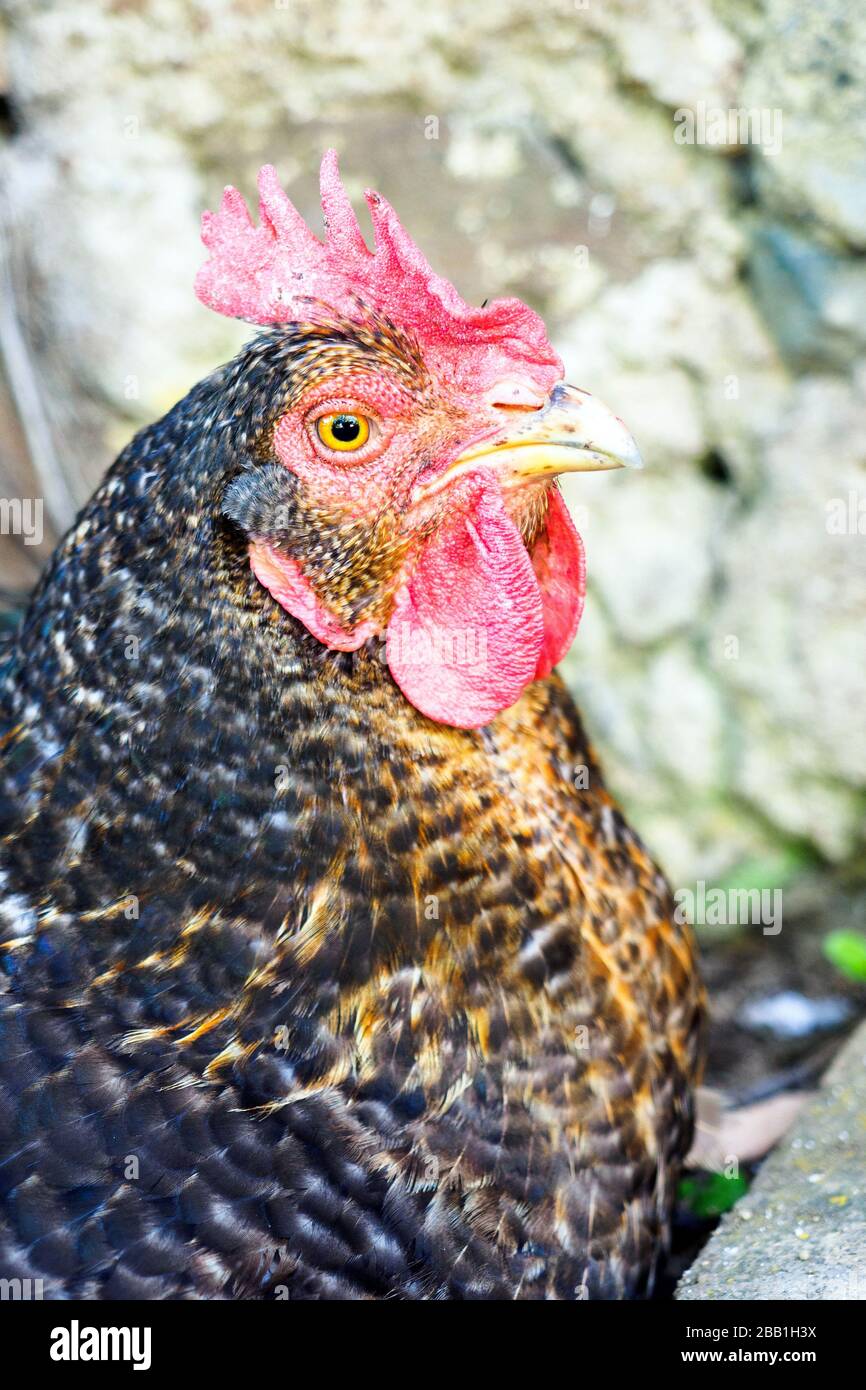 Plymouth Rock Hen, versperrtes Gefiederhuhn Stockfoto