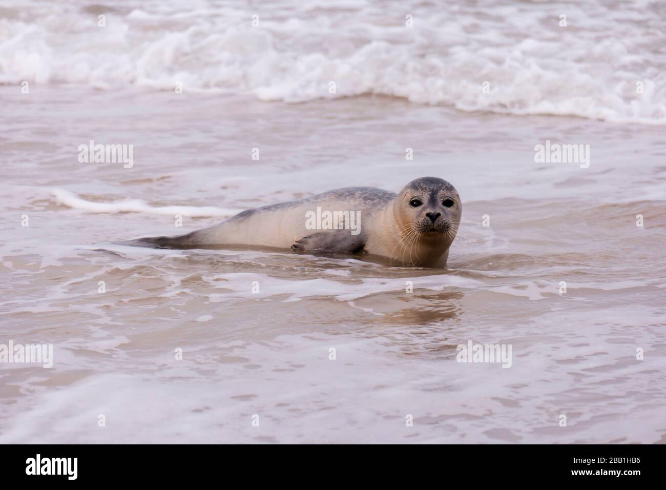 Dichtung am Strand von Amrum in Deutschland Stockfoto