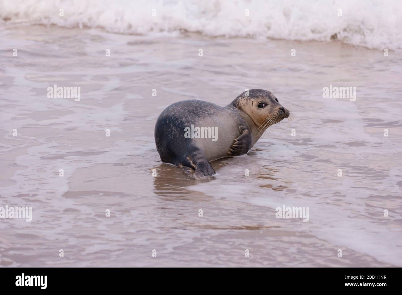 Dichtung am Strand von Amrum in Deutschland Stockfoto