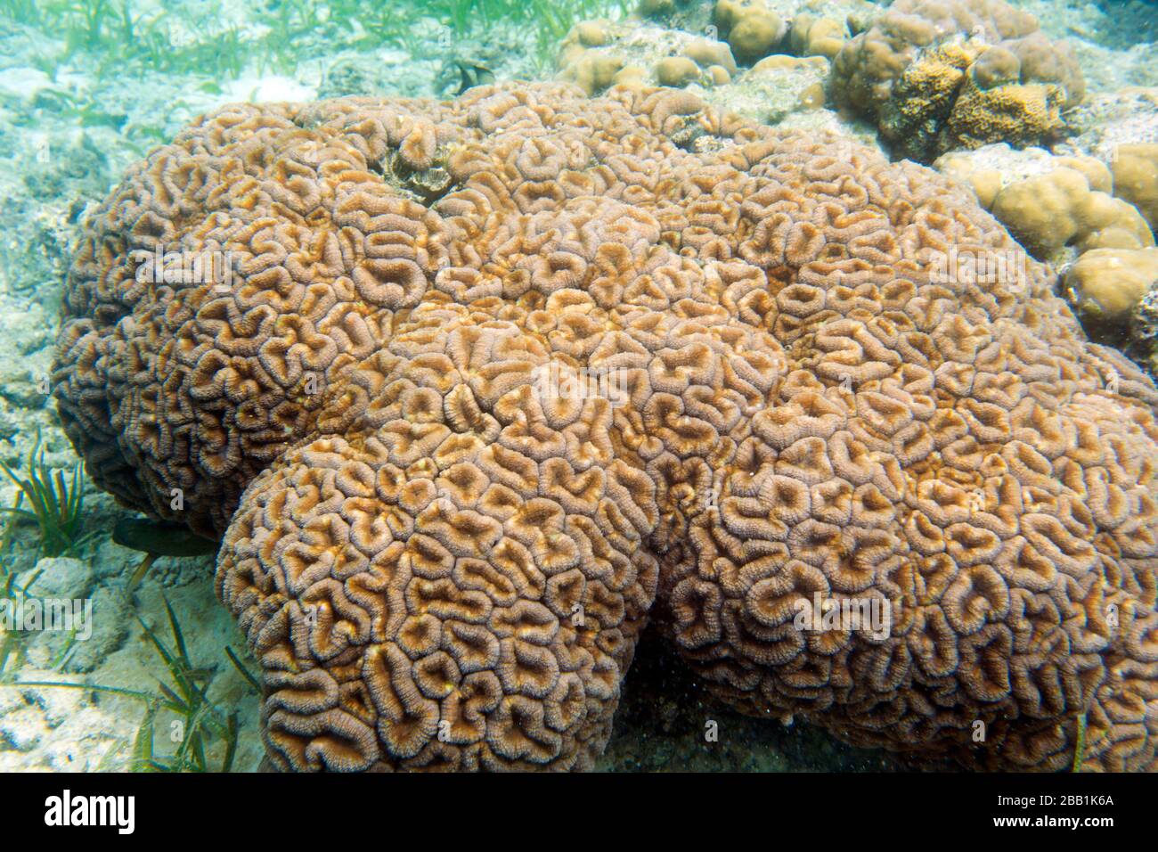 Eine schöne rote Koralle auf den togischen Inseln, Indonesien Stockfoto