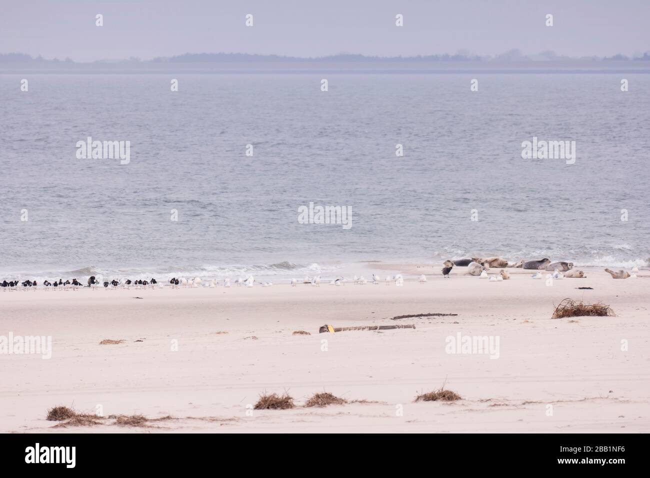 Robben und Vögel am nordfriesischen Inselstrand von Amrum in Deutschland Stockfoto