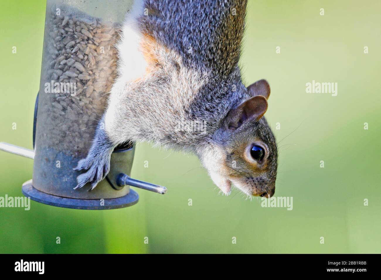 Ein graues Eichhörnchen (Sciurus carolinensis) überfällt heute Morgen ein Vogelfutter an einem hellen, aber kalten Morgen in East Sussex, Großbritannien. Quelle: Ed Brown/Alamy Live News Stockfoto