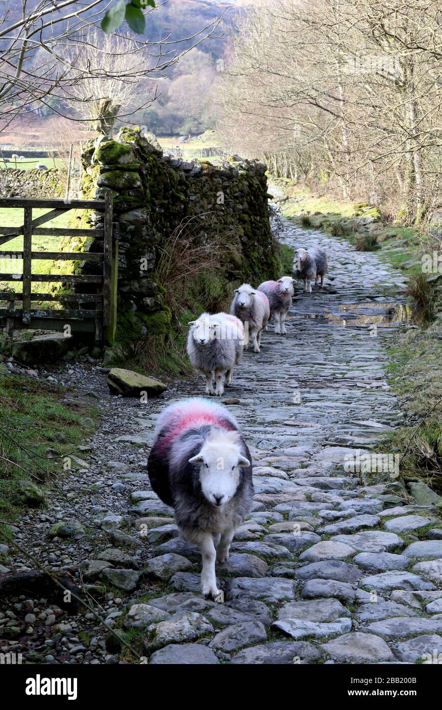 Die Schafe entkommen, die dem Anführer auf einem Landweg in Cumbria, Großbritannien folgen. Stockfoto