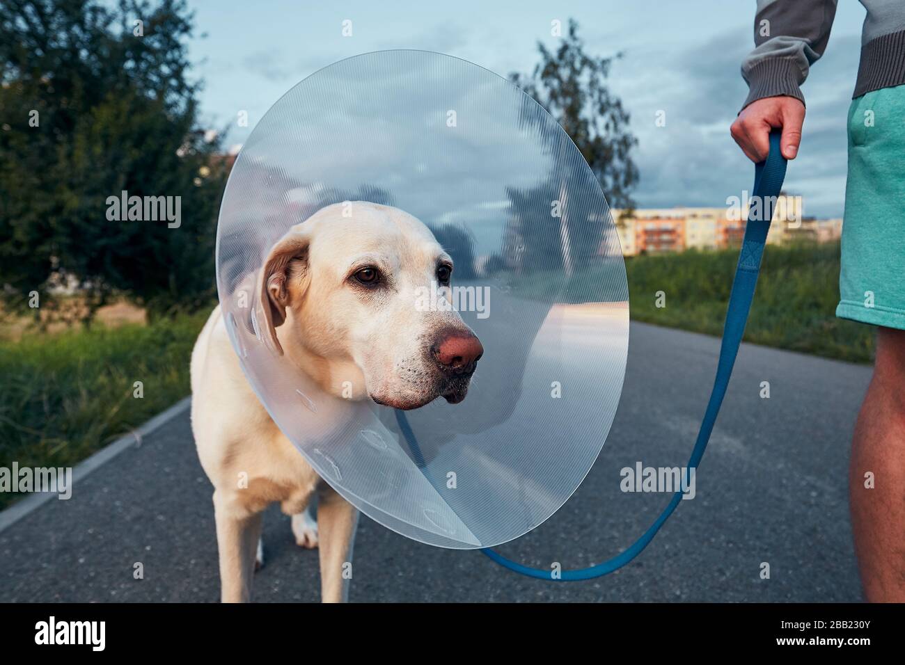 Hausbesitzer mit seinem alten Hund nach der Operation. Labrador Retriever trägt auf dem Spaziergang einen medizinischen Schutzkragen. Stockfoto
