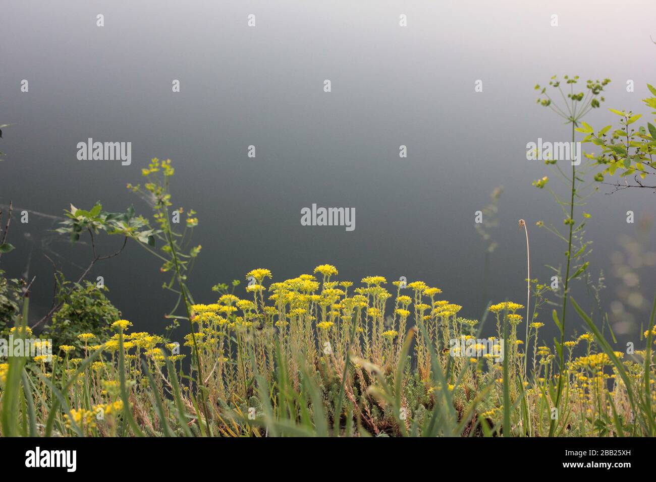 Sommerlandschaft mit wolkig stürmischem Himmel und wilden Blumen im Gras. Natürlicher Blumenhintergrund mit Copy Space. Stockfoto