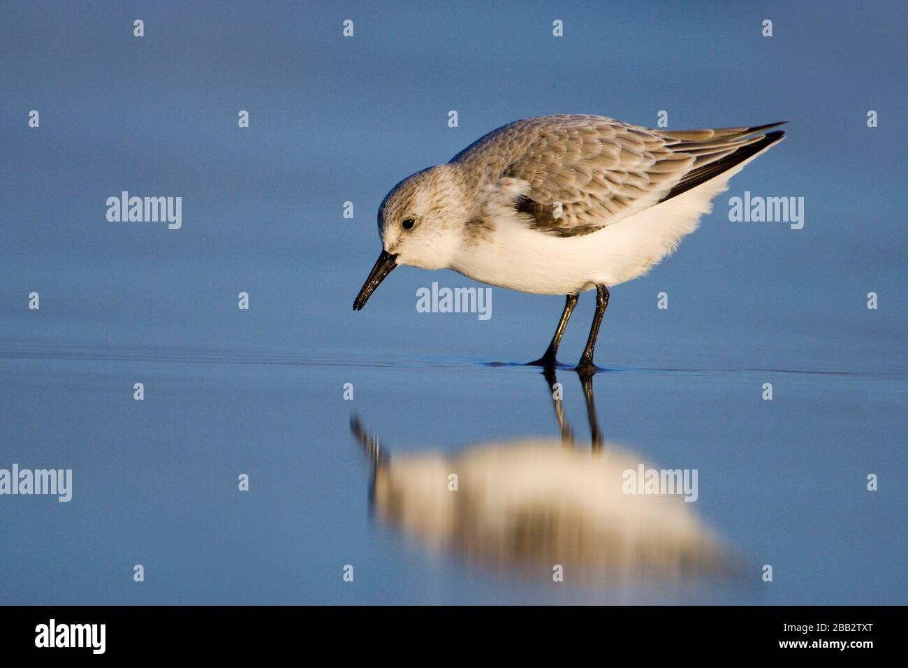 Sanderling (Calidris alba) am Ufer bei Donna Nook, Lincoln, England Stockfoto