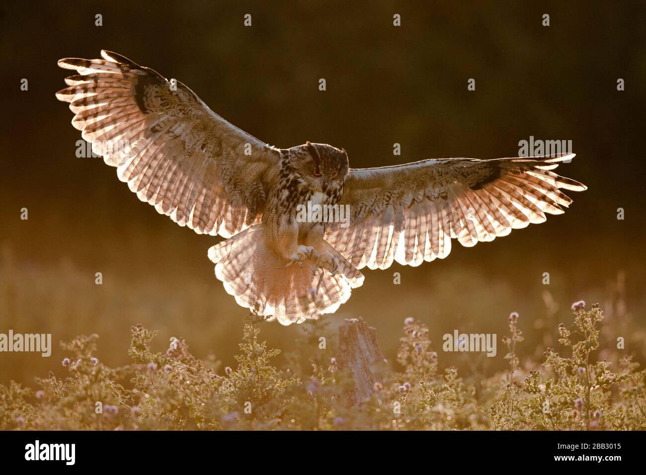 European Eagle Owl (Bubo bubo) (C) in Flight, Gloucestershire, England Stockfoto