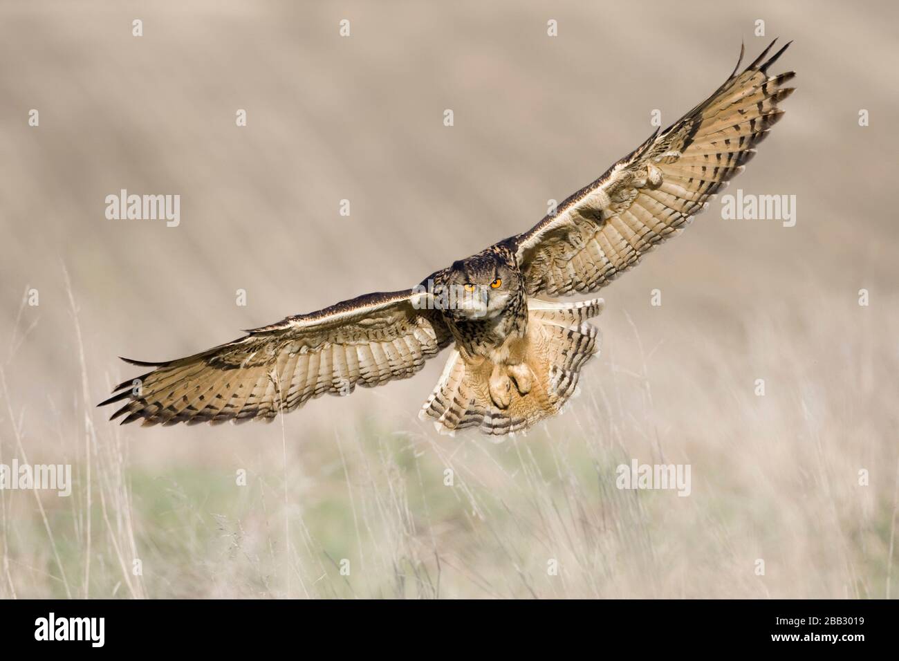 European Eagle Owl (Bubo bubo) (C) in Flight, Gloucestershire, England Stockfoto