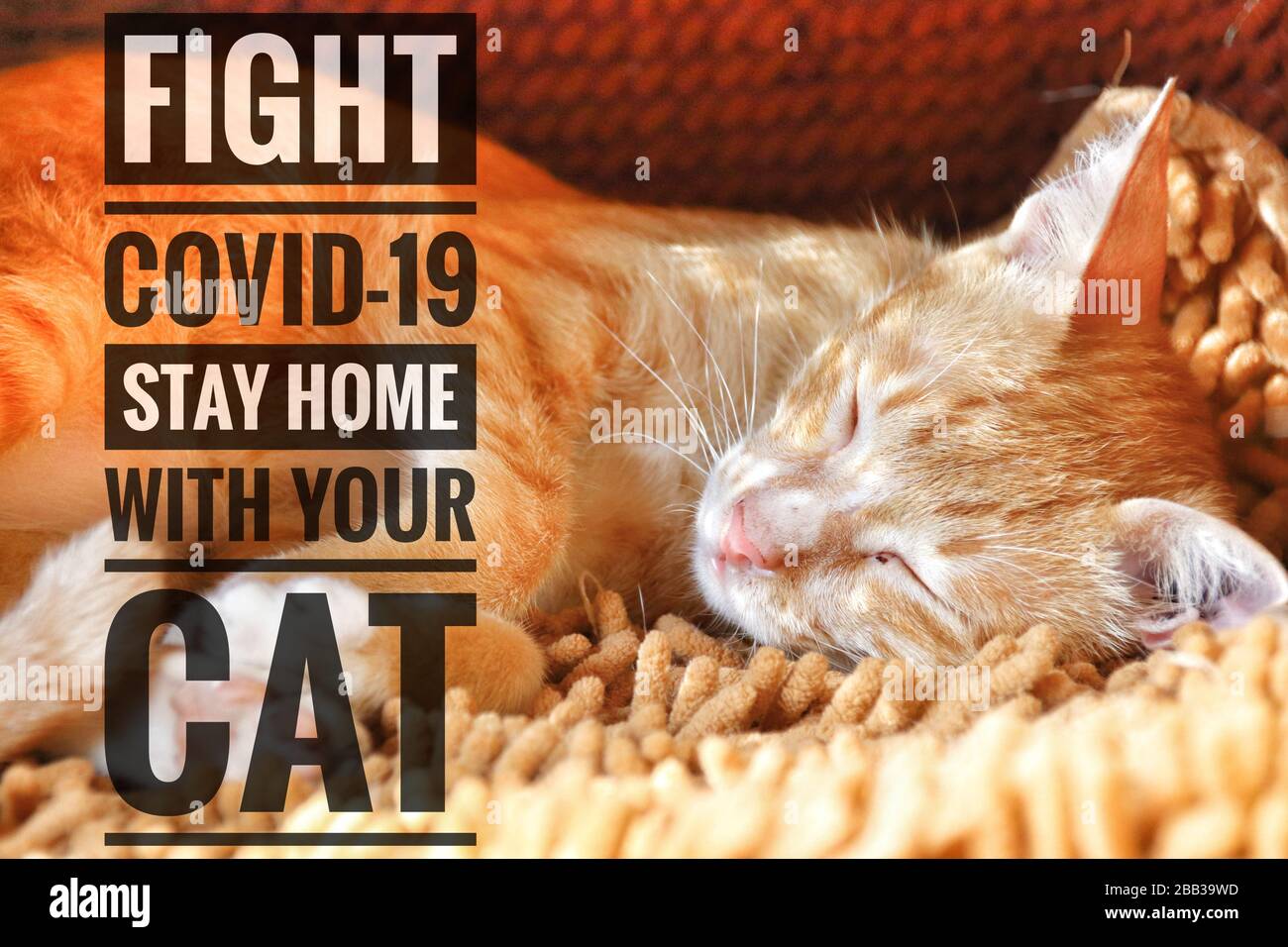 Bezaubernde Tierkatze und eine Botschaft, mit Ihrer Katze zu Hause zu bleiben und vor dem Kovid-19-Ausbruch sicher zu bleiben Stockfoto
