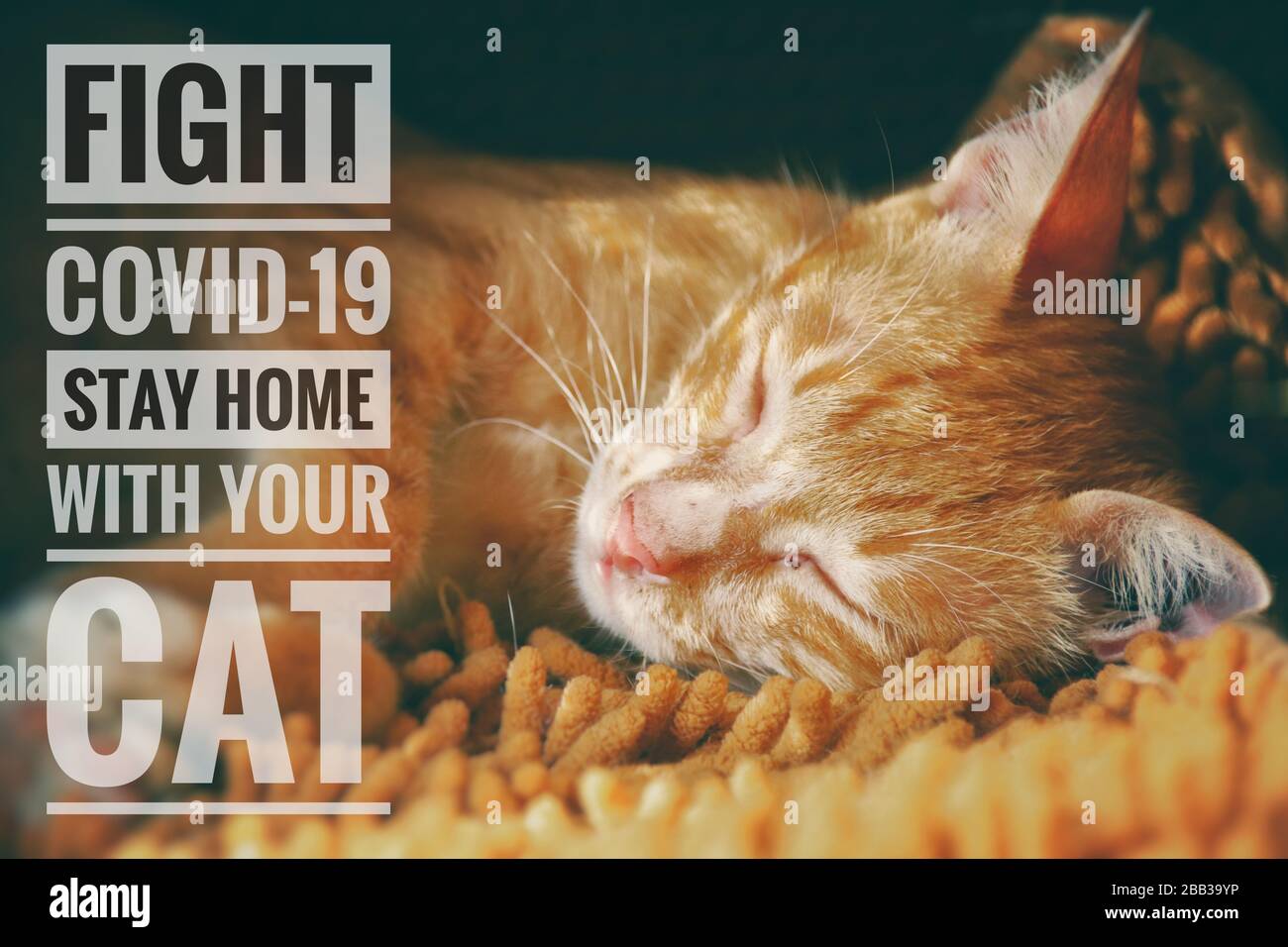 Süße Katze und Botschaft, um mit Ihrer Katze zu Hause zu bleiben und vor dem Kovid-19-Ausbruch sicher zu bleiben Stockfoto