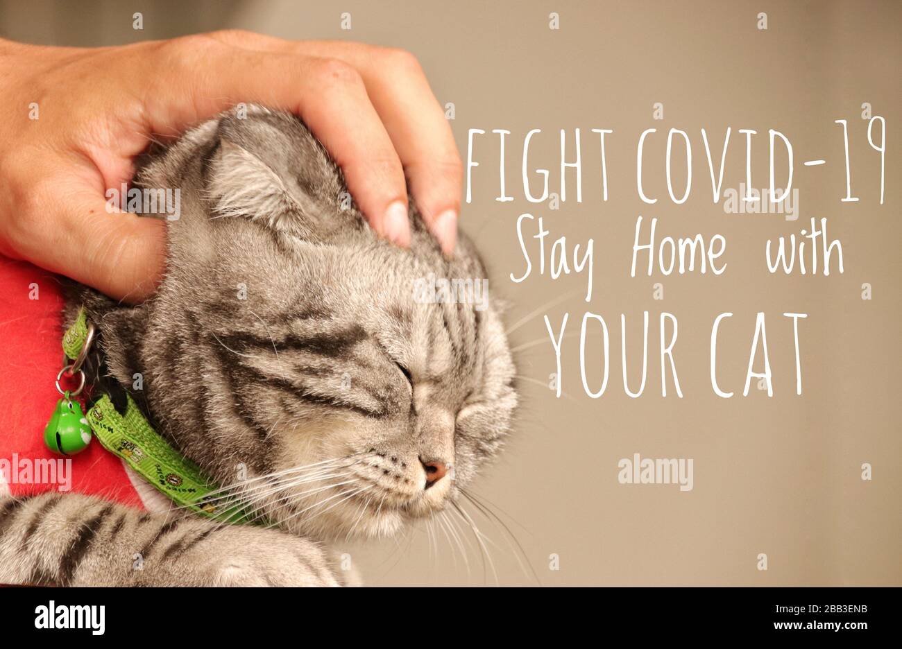 Süße Katze und Botschaft, um mit Ihrer Katze zu Hause zu bleiben und vor dem Kovid-19-Ausbruch sicher zu bleiben Stockfoto