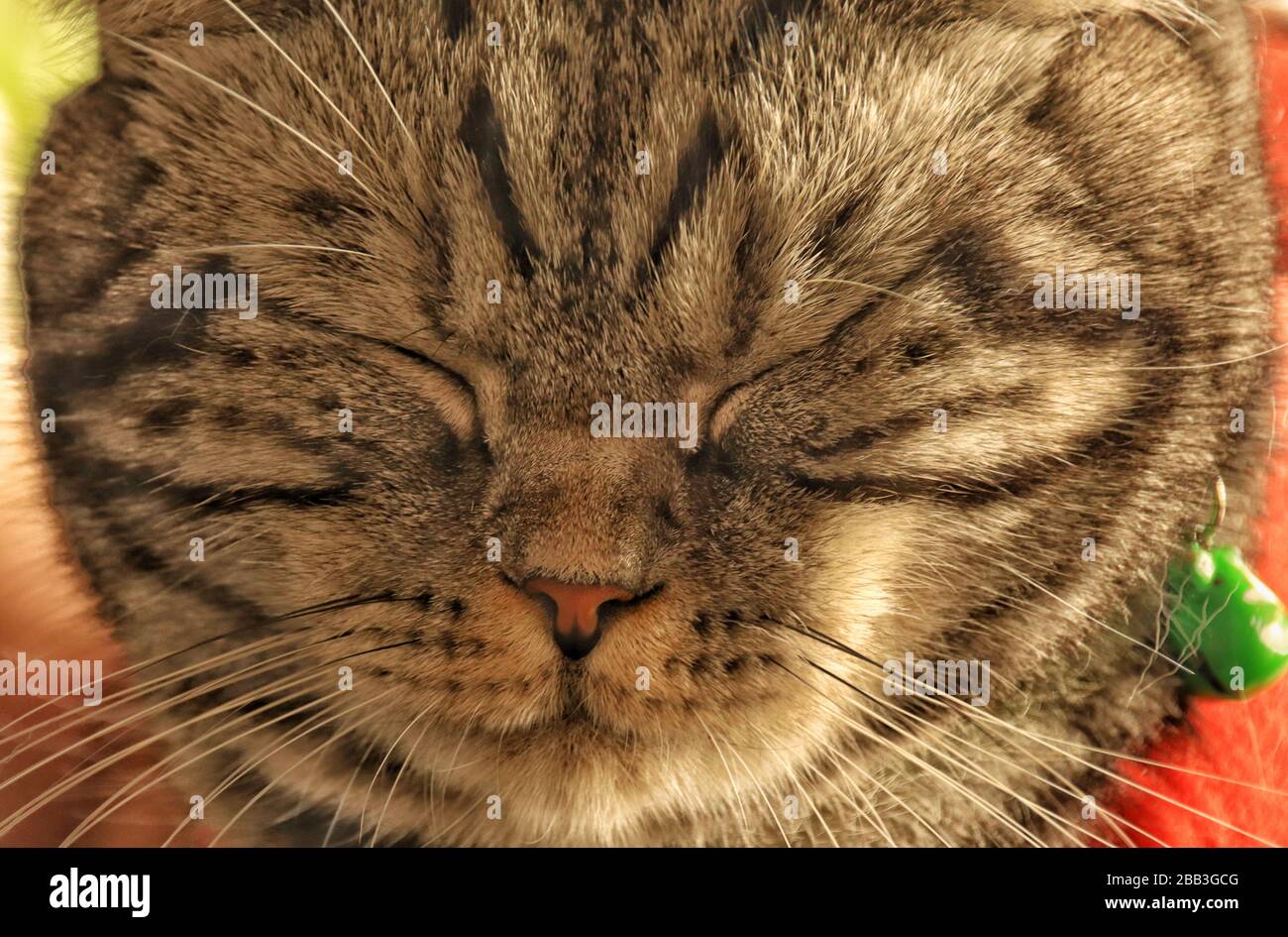 Flauschige und schläfrige gelangweilte Katze während der Hausquarantäne und Selbstisolation aufgrund des globalen Ausbruchs der Kovid-19-Pandemie Stockfoto