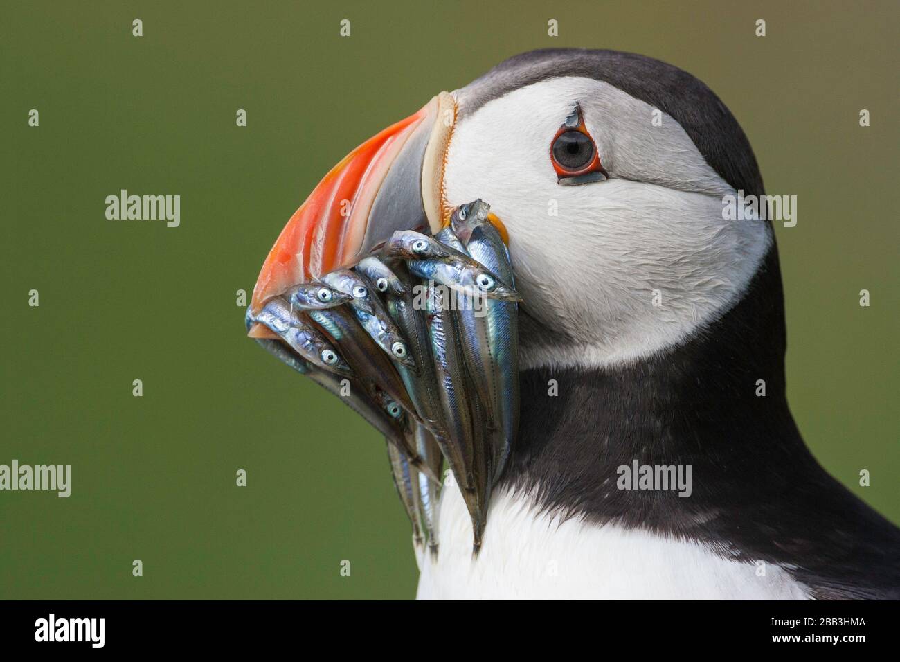 Puffin (Fratercula arctica), Insel May, Firth of Forth, Fife, Schottland Stockfoto