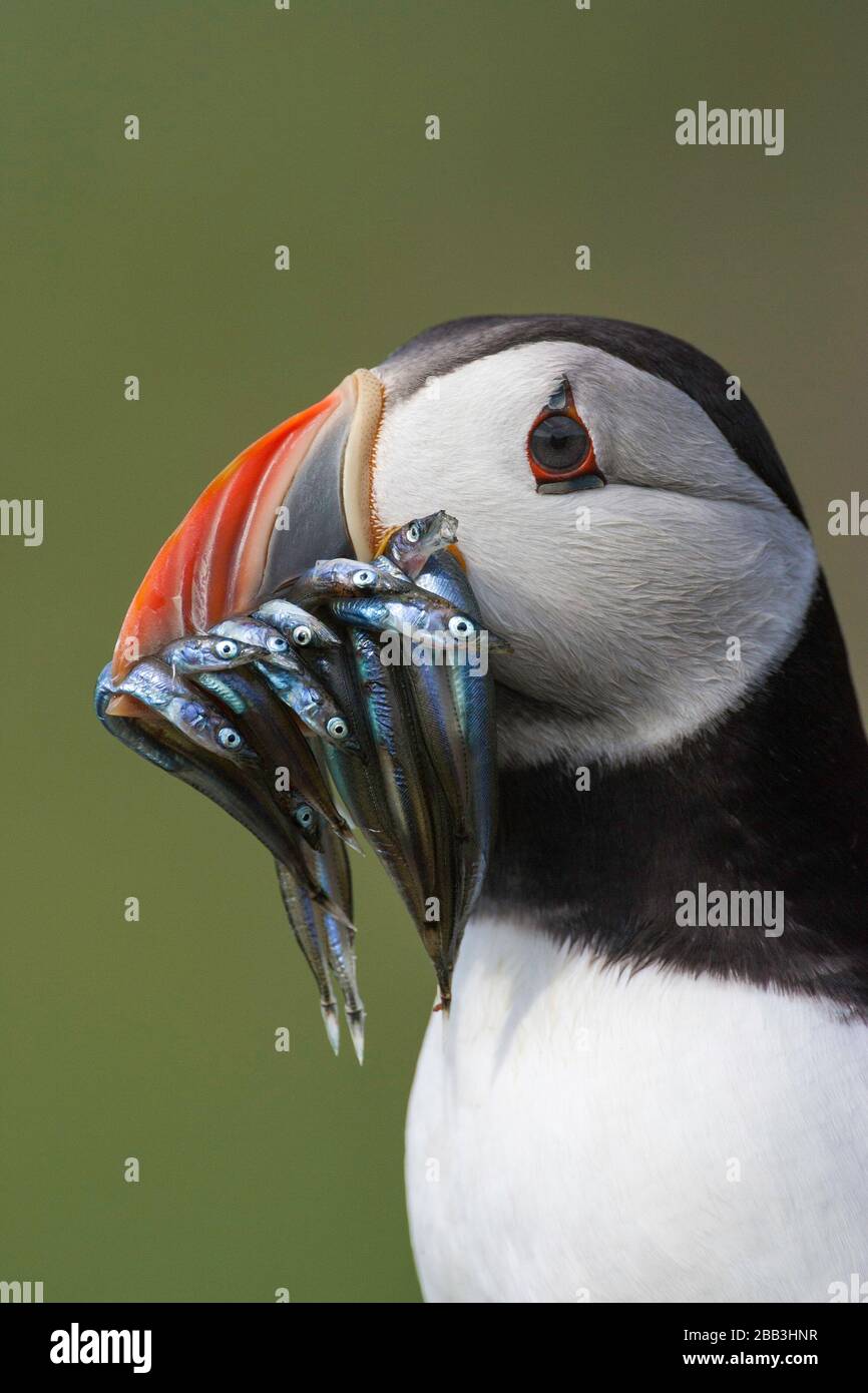 Puffin (Fratercula arctica), Insel May, Firth of Forth, Fife, Schottland Stockfoto