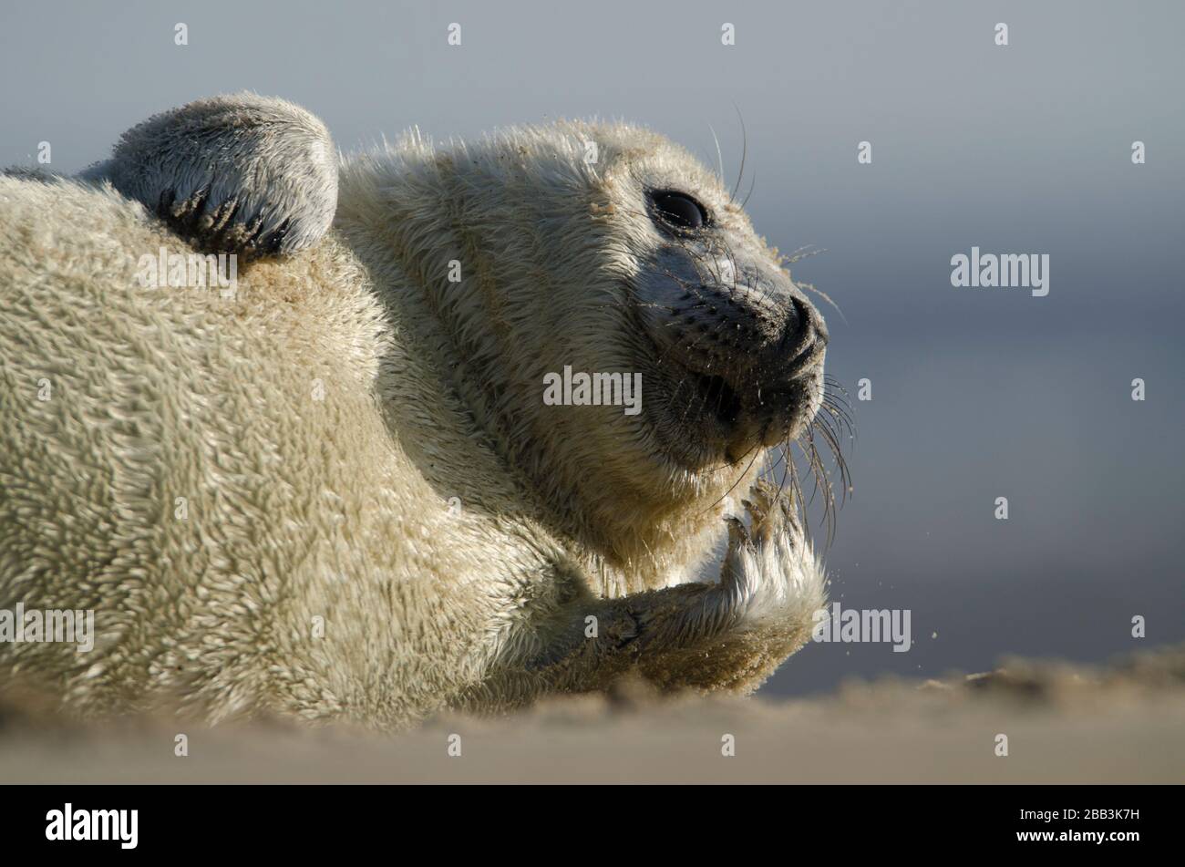 Grauer Seehundeldzuck in Winterton am Meeresstrand Stockfoto