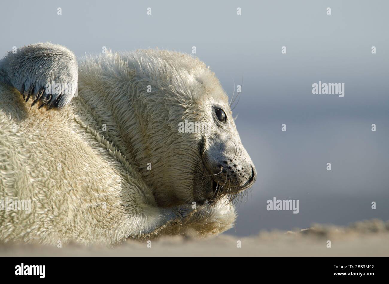 Grauer Seehundeldzuck in Winterton am Meeresstrand Stockfoto