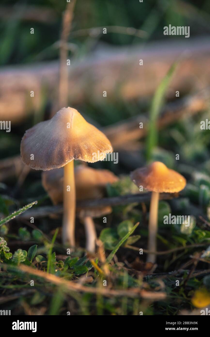 Halluzinogene Liberty-Cap-Pilze oder Psilocybe semilanceata im Grüngrashintergrund schließen sich an. Stockfoto