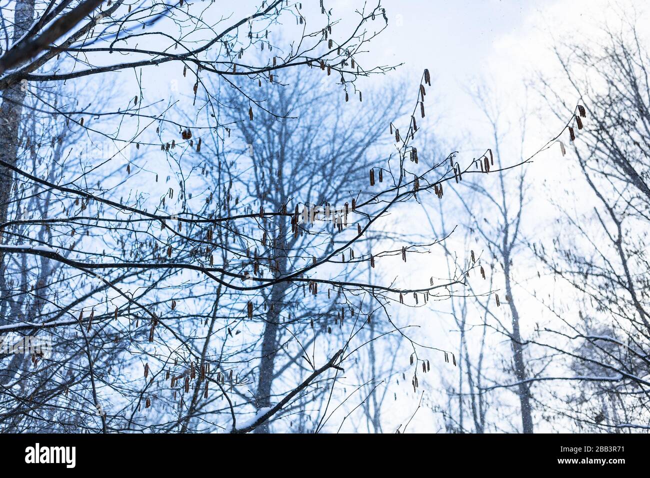 Bodenansicht der Äste des Erlen Baums mit frischen Katkins und blauem Himmel auf dem Hintergrund im Wald während des letzten Schneefalls am Frühlingsabend Stockfoto