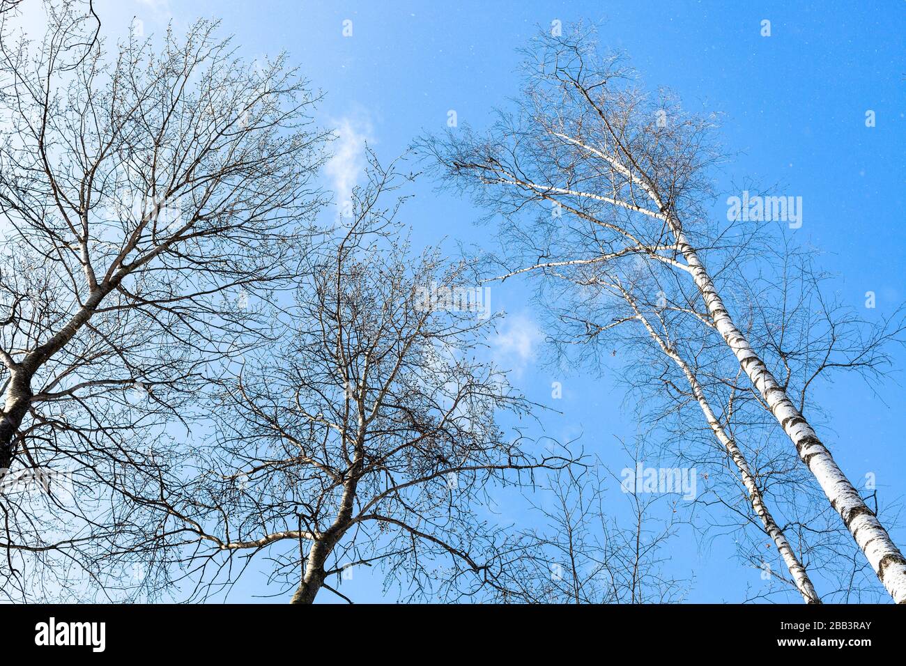 Unteransicht der Baumkronen im Wald und blauer Himmel im Hintergrund bei Schneefall am sonnigen Frühlingstag Stockfoto
