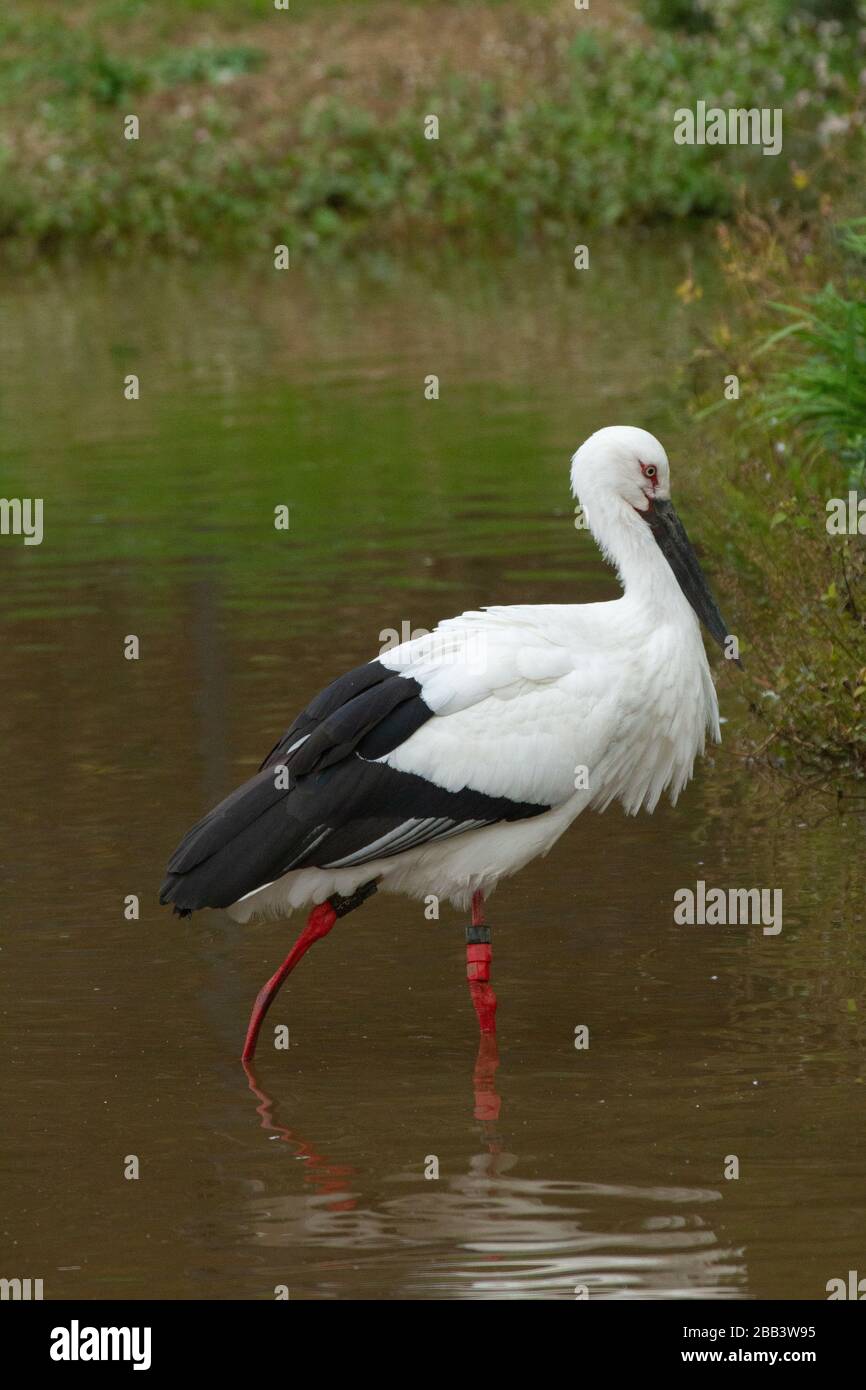 Der Orientalische Weißstorch oder Orientstorch (Ciconia boyciana) ist ein großer, weißer Vogel mit schwarzen Flügelfedern in der Storchenfamilie Ciconiiden. Photographe Stockfoto