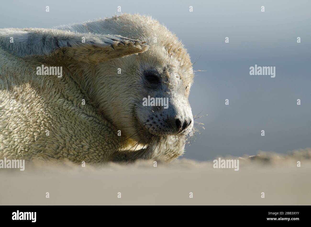 Grauer Seehundeldzuck in Winterton am Meeresstrand Stockfoto