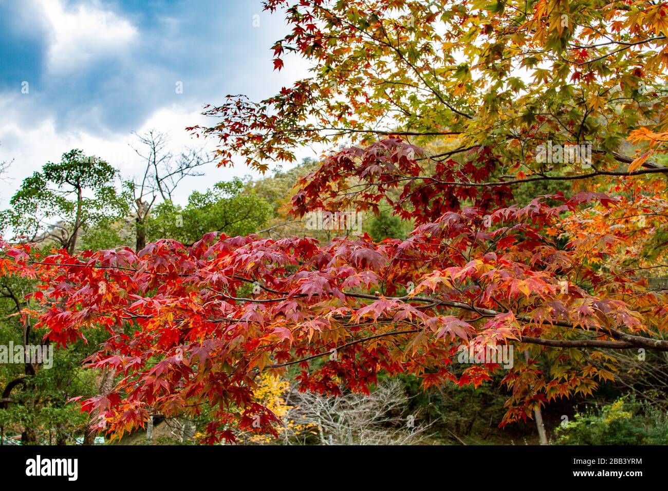 Hyogo Park des Oriental-Weißstork, Honshu, Japan im November. Es handelt sich um eine bedrohte Art, die in Japan in freier Wildbahn aussterbt ist Stockfoto