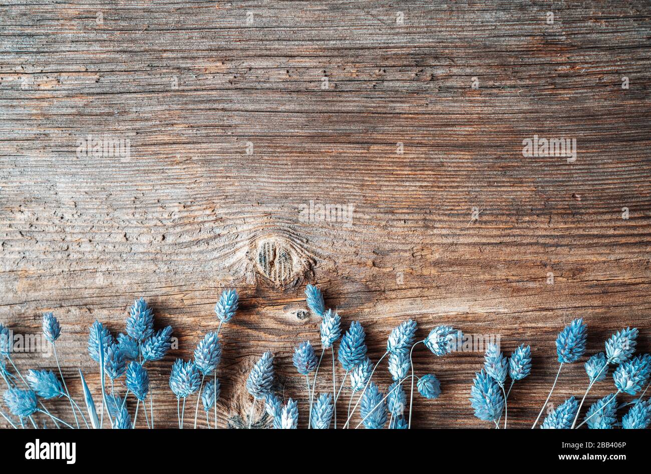 Getrocknete blaue Kornspitzen Blumen als Rahmenornamente auf Holzhintergrund. Strukturiertes Muster Stockfoto