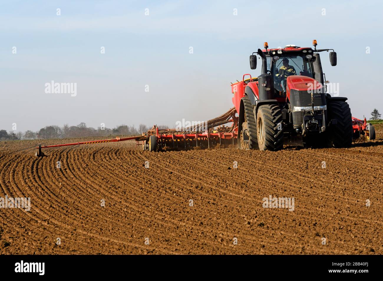 Bohren Sie während des Lockdowns, Bawdsey, Suffolk, Großbritannien, einen Erbsenanbau. Stockfoto
