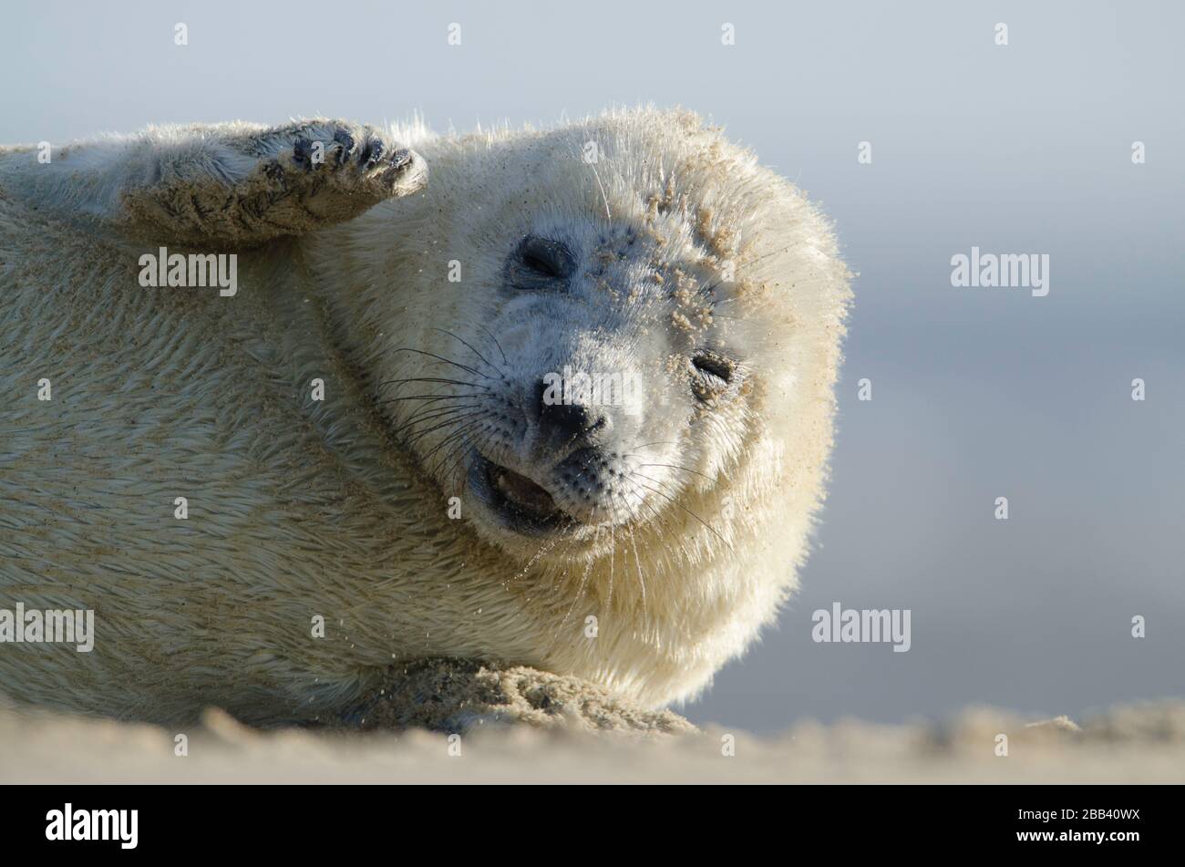 Grauer Seehundeldzuck in Winterton am Meeresstrand Stockfoto