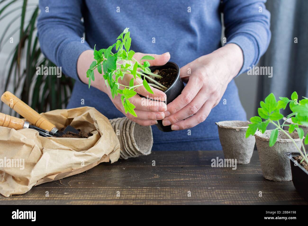 Junge grüne Sämlinge aus Tomaten in Töpfen auf Holzgrund, Frau verpflanzt Sämlinge und sticht heraus Stockfoto