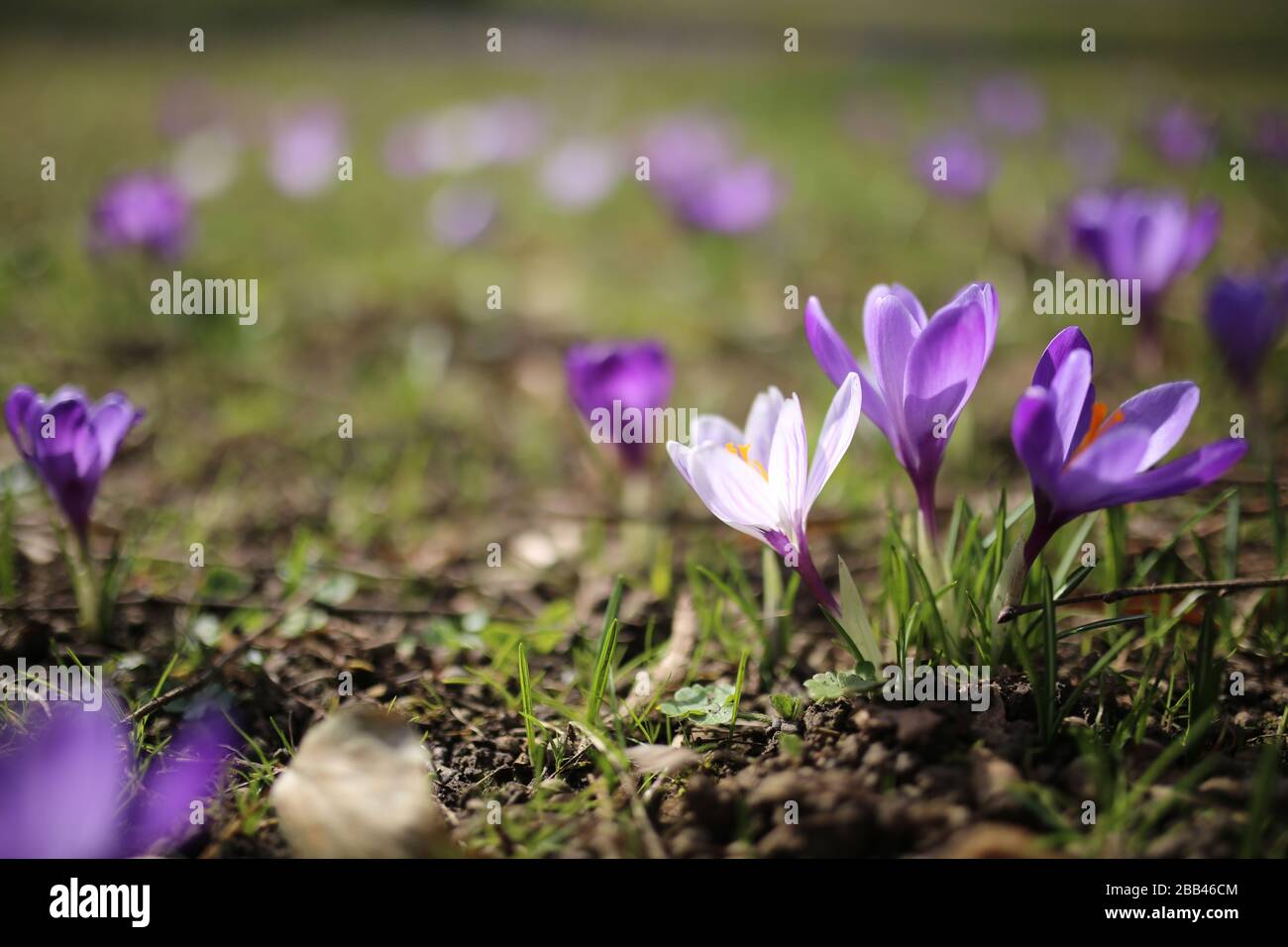 Crocus Vernus Plant, Oder Spring Crocus, In Luxemburg-Stadt Stockfoto