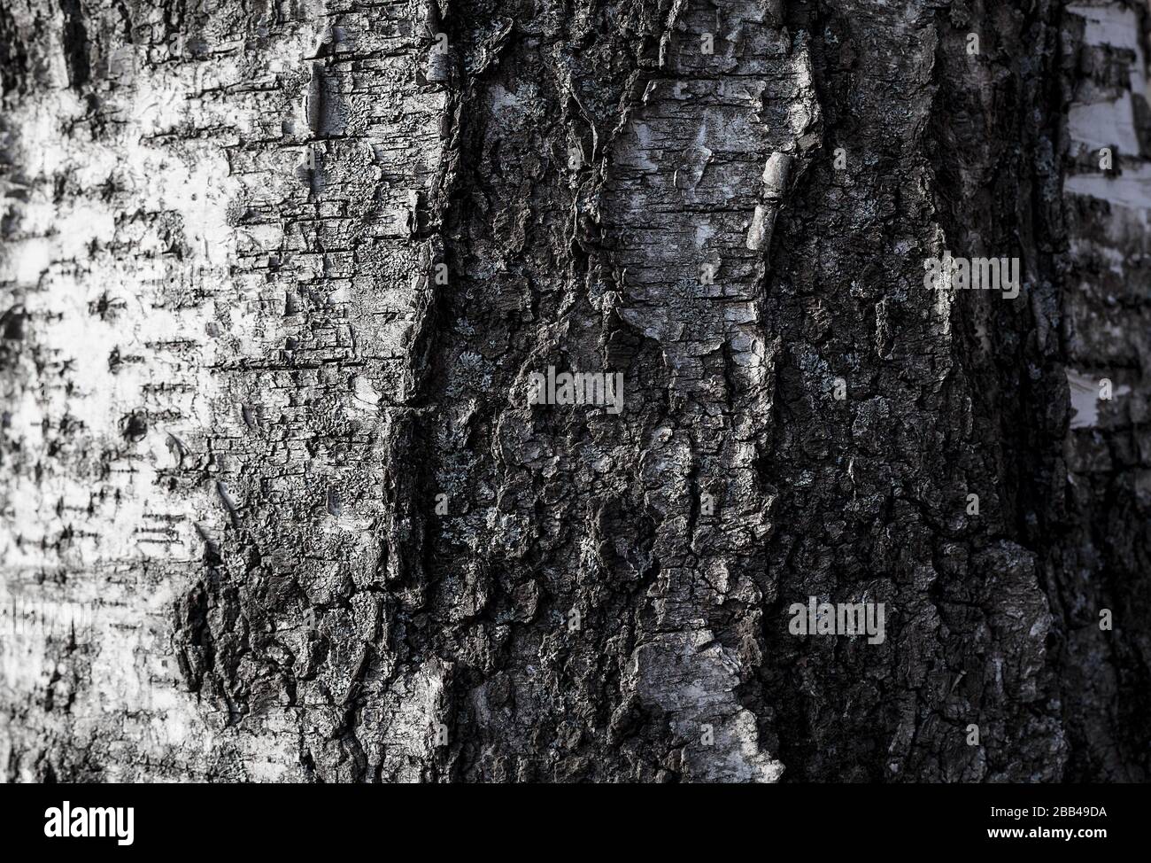 Einfarbige Baumrindentextur aus Birken. Rinde nah an. Abstrakter natürlicher Schwarz-Weiß-Hintergrund. Stockfoto