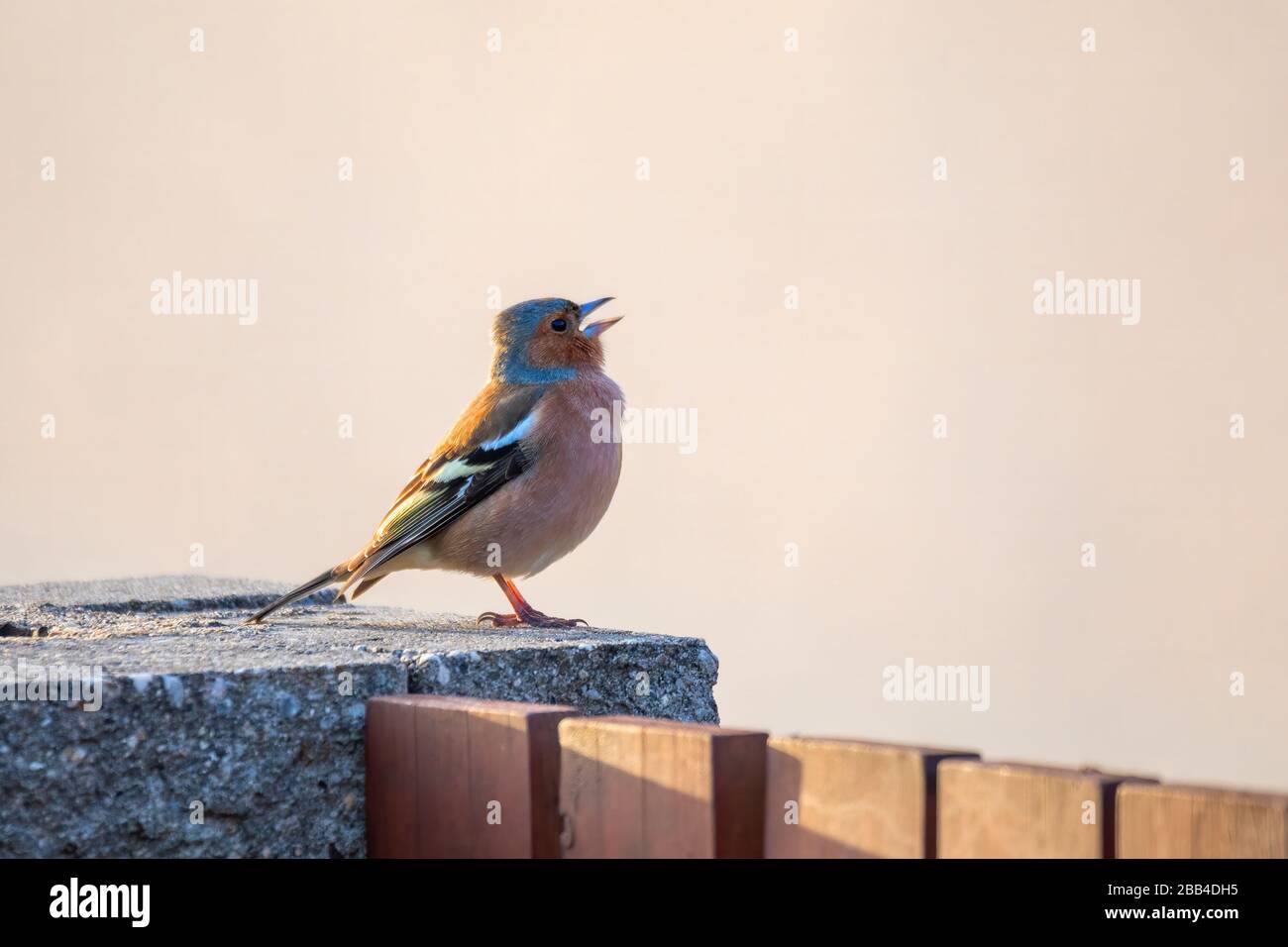 Kleiner schöner Vogel, gemeiner Chaffinch (Fringilla-Koelebs) im Garten, Singvogel am Morgen. Europa Tschechische Republik Tierwelt Stockfoto