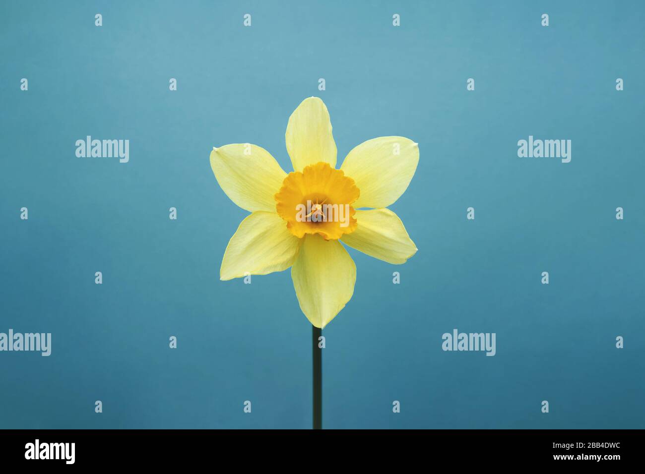 Gelbes Einzeldaffodil auf blauem Hintergrund. Minimale Vorderansicht Stockfoto