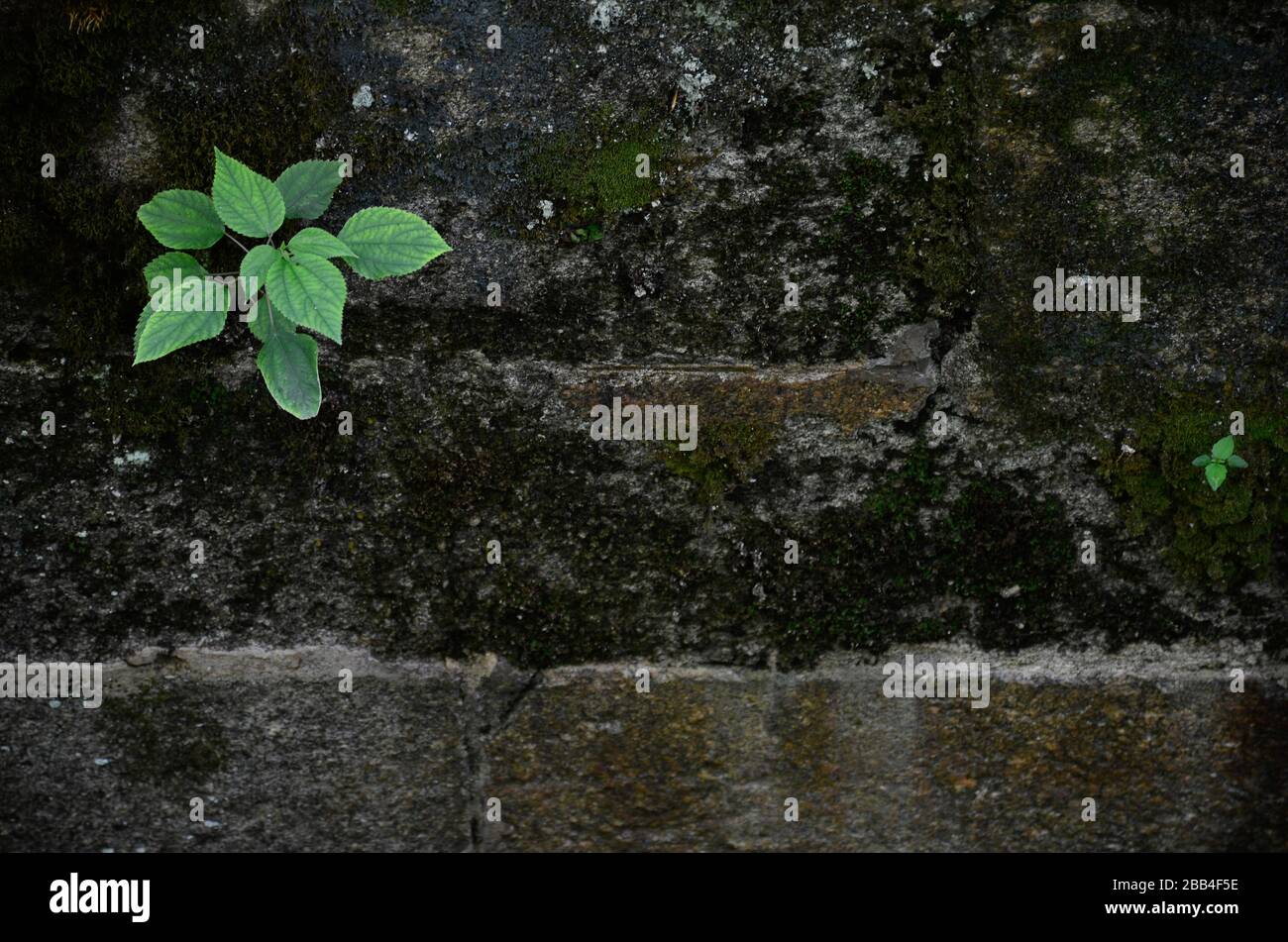 Grüne Pflanzen und ein kleineres Schießen wachsen an einer moosigen Ziegelwand. Stockfoto