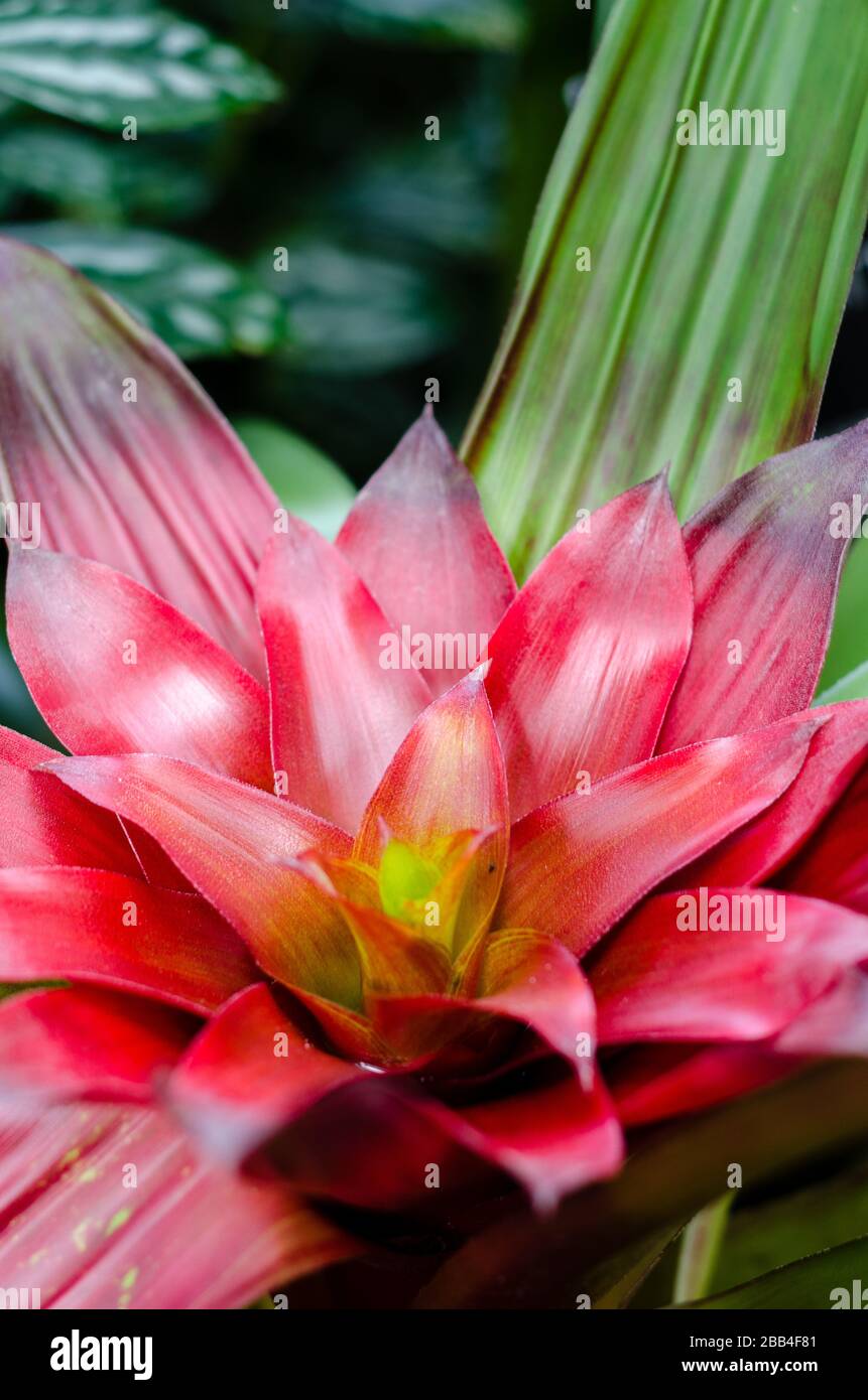 Rote Neoregelia Pflanze mit wachsartigen roten Blättern vor einem grünen Hintergrund. Stockfoto