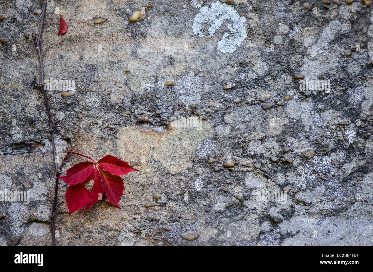 Rebe mit tiefroten Blättern wächst eine Betonwand auf Stockfoto