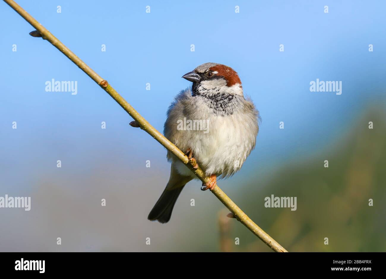 Erwachsene Männer Haus Sparrow (Passer domesticus) thront auf einem Ast im Frühling Sonnenschein. Stockfoto