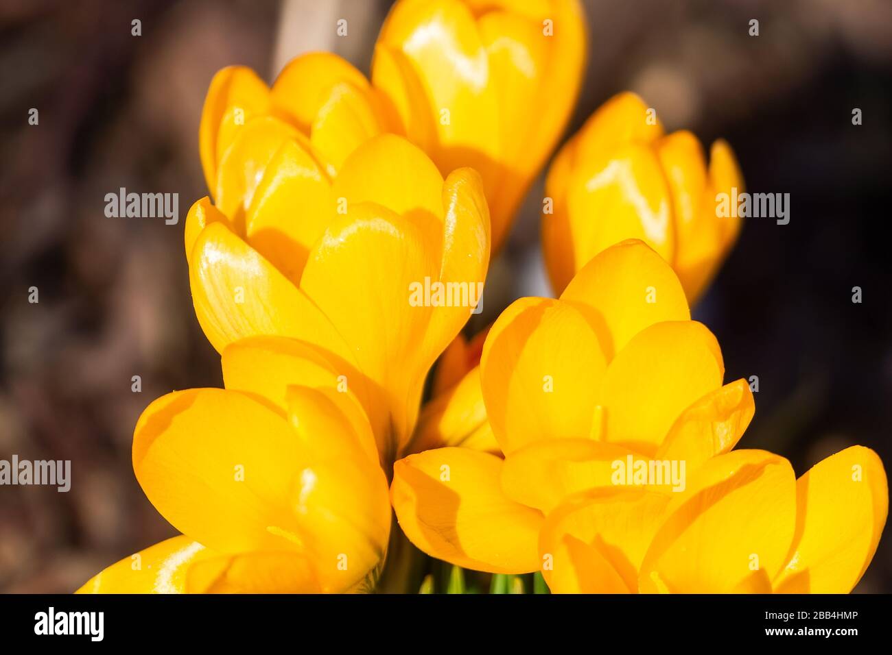 Frühlings-Primrosen. Blühende Krokusse auf einer grünen Wiese. Krokusse als Frühlingssymbol. Gelber Crocus. Lila Crocus Iridaceen - Die Familie Iris Stockfoto