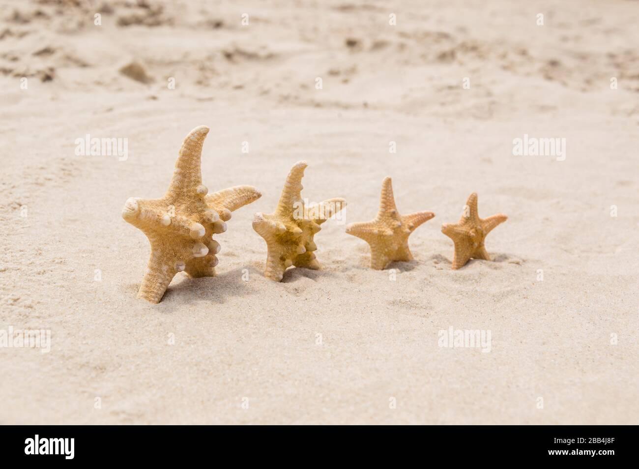 Große und kleine Seesterne an einem Strand. 4 Sterne stehen an sonnigen Tagen in Reihe auf goldenem Sand in der Nähe des Meeres. Konzentrieren Sie sich auf den ersten seastar, den flachen freiheitsgrad. Familiensamme Stockfoto