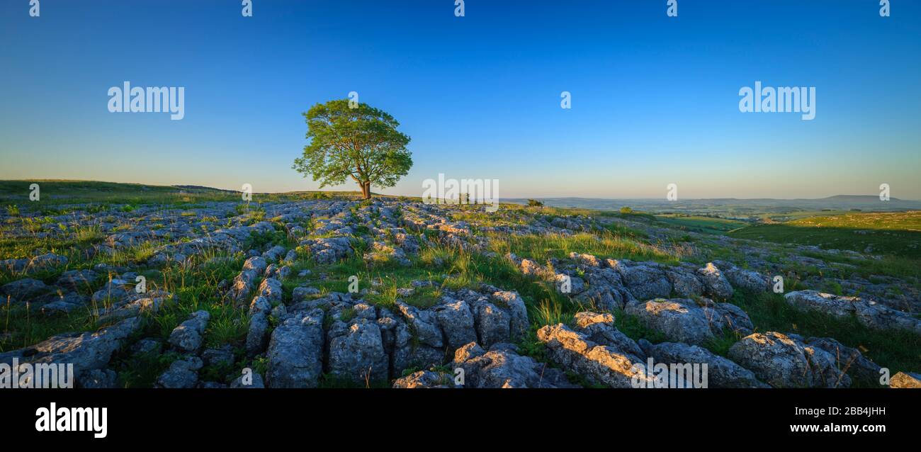 Einsamer Baum auf Gordale Scar Malham Craven North Yorkshire England Stockfoto