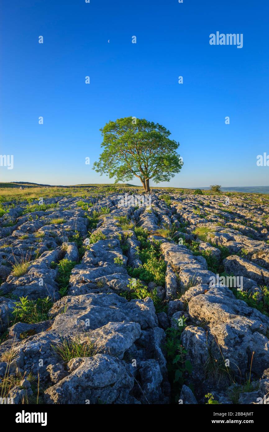 Einsamer Baum auf Gordale Scar Malham Craven North Yorkshire England Stockfoto