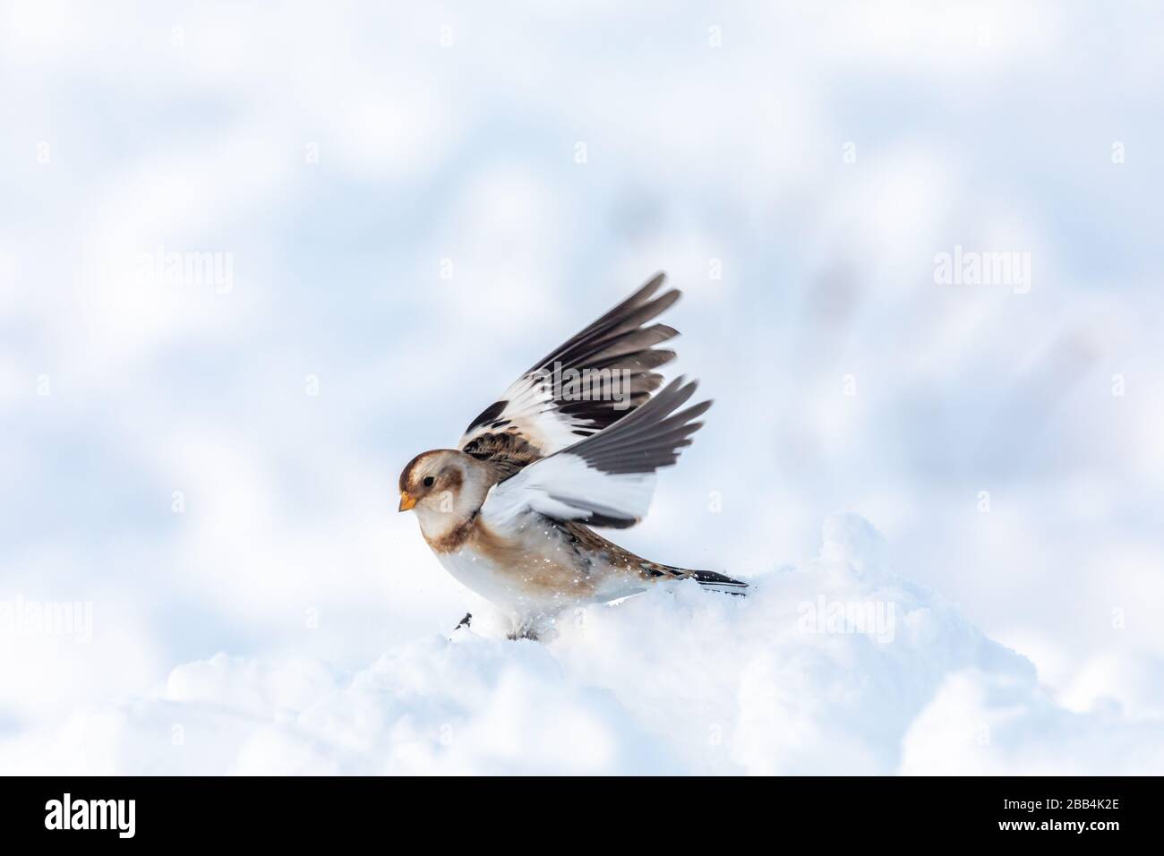 Schneebesen (Plectrophenax nivalis) im Schnee Stockfoto