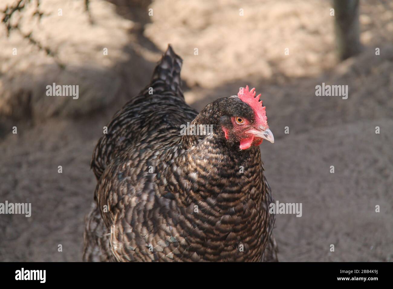 Ein Erwachsener Bauernhof Plymouth Rock Chicken Hen Bird. Stockfoto