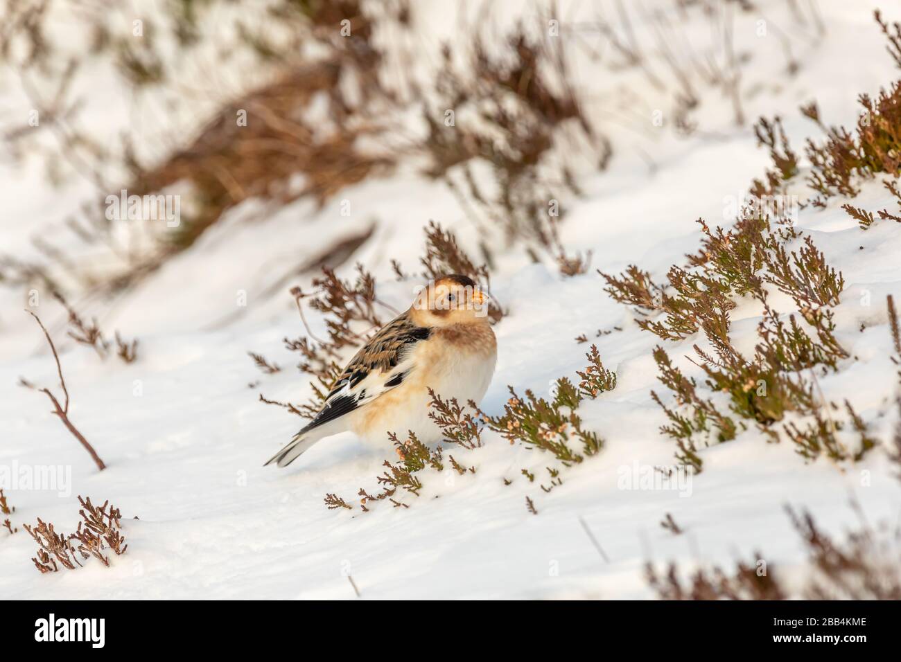 Schneebesen (Plectrophenax nivalis) im Schnee Stockfoto